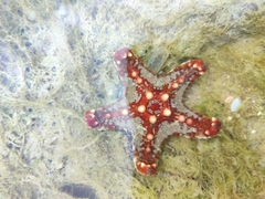 Protoreaster lincki