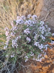 Thymus vulgaris