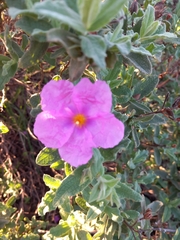 Cistus crispus