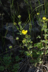 Potentilla asperrima