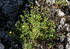 Potentilla asperrima