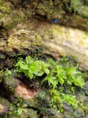 Syntrichia papillosa