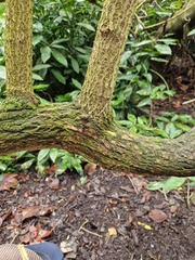 Syntrichia papillosa