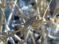 Orthoptera
