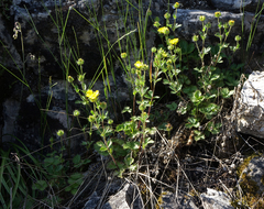 Potentilla asperrima