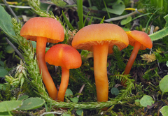 Hygrocybe calciphila