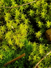 Syntrichia