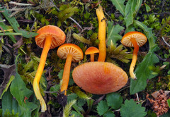 Hygrocybe calciphila