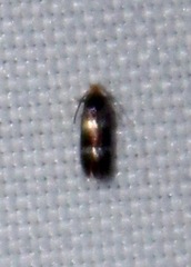 Stigmella rhamnicola