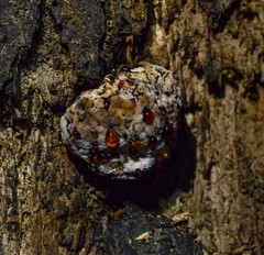 Postia pelliculosa
