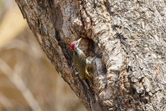 Campethera scriptoricauda