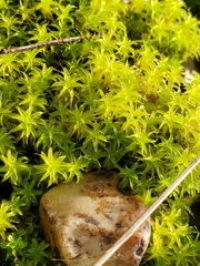 Syntrichia