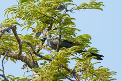 Corythaixoides concolor