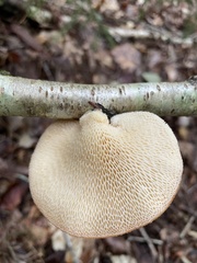 Neofavolus americanus