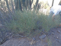Ephedra chilensis