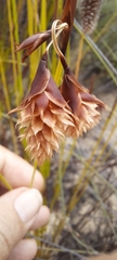 Restionaceae