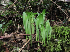Galanthus woronowii