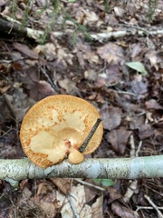 Neofavolus americanus