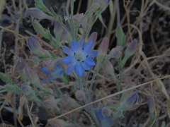 Malesherbia linearifolia