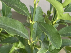 Citrus japonica