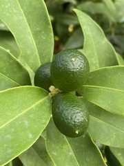 Citrus japonica