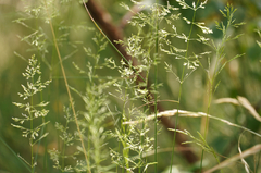 Poa