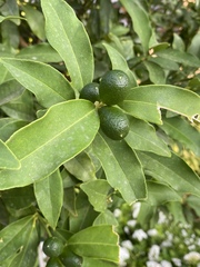 Citrus japonica