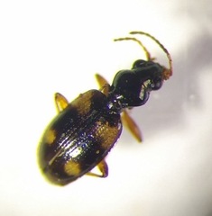Bembidion quadrimaculatum