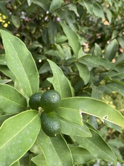Citrus japonica