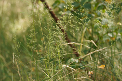 Poa