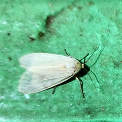 Pareuchaetes pseudoinsulata