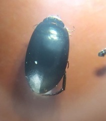 Agabinae