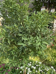 Citrus japonica