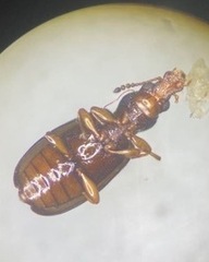 Salpingus planirostris