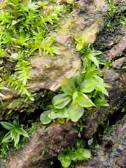 Syntrichia papillosa