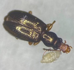 Salpingus planirostris