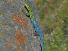 Liolaemus tenuis