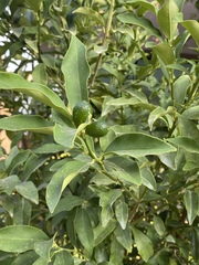 Citrus japonica