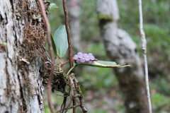 Anthurium scandens