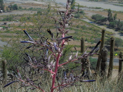 Puya coerulea