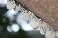Poekilloptera phalaenoides