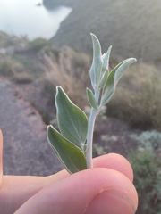 Anthyllis cytisoides