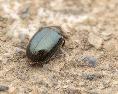 Neoryssomus germaini