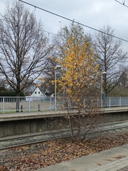 Betula pendula