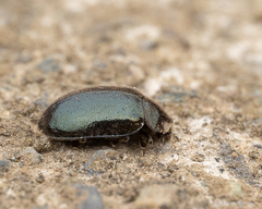 Neoryssomus germaini