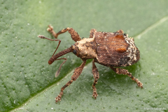 Neopsilorhinus collaris