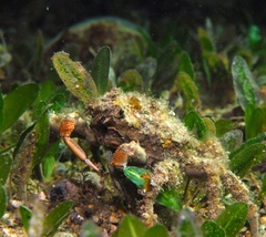 Leptomithrax gaimardii