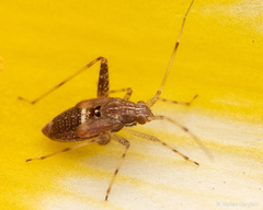 Phytocoris irroratus