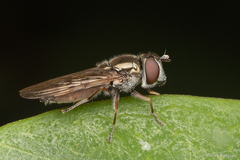 Platycheirus fenestrata