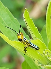 Zoniopoda tarsata